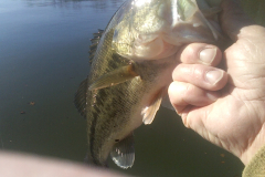 Largemouth Bass MikeB