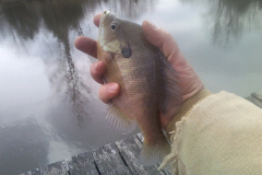 Blue Gills MikeB