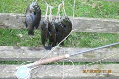 Bluegills Charlie