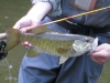 Smallmouth Bass