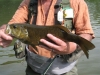 Smallmouth Bass