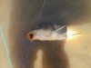 Indiana Bone Fish