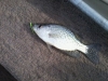 Crappie