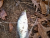 1MikeB Crappie Dec 5