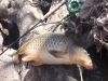 Carp from the Creek