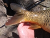 Carp from the Creek