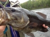 Paul's 20 Inch Smallie June 6