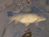 Ben's Carp April 29