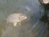 Ben's Carp May 2