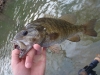 Ben's Smallie April 29