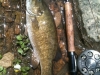 RCC Smallie 1 May 12