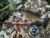 RCC Smallie 2 May 12