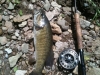 RCC Smallie 3 May 12