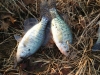 Crappies