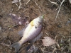 Bluegills