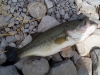 Spotted Bass April 25