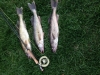 Simeons Walleye May 2