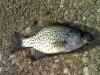 Lake Monroe Fishing