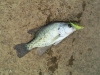 10 inch Crappie