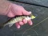 Yellow Perch