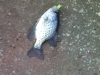 Lake Monroe Crappie January 01