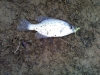 Lake Monroe Crappie February 08