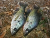 Private pond Crappies