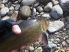 RogerD Brook Trout 1 11/11/2016 Waynesville. NC