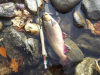 RogerD Brook Trout 2 11/11/2016 Waynesville. NC