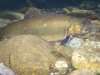 RogerD Brook Trout 3 11/11/2016 Waynesville. NC