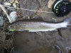 Laurel River Brook Trout