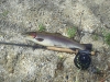 Wilson Creek Rainbow Trout