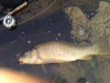 MikeB 12lb carp 07232016