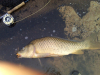 MikeB 12lb carp 07232016