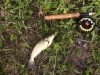 David S Catfish on fly at Griffy Lake