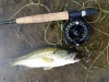 Monroe Lake Largemouth