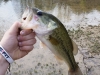 Monroe Lake Largemouth