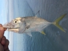 Sanibel Island Jack Crevalle