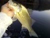 Lake Monroe Wiper February 29