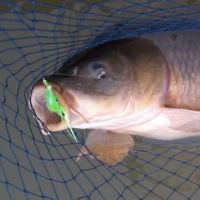 Indiana Bonefish