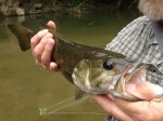 Nice smallie from the Flat rock River June30, 2013