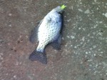 Lake Monroe Crappie