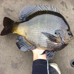 Tim's One Pound Blue Gill